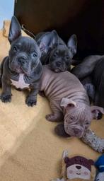 American Bully Pocket Pups(mogen gelijk mee), Particulier, Rabiës (hondsdolheid), Meerdere, 8 tot 15 weken
