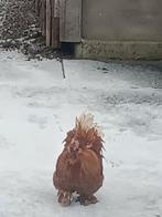 Haantje, eventueel met kipje leeftijd ca.6 maanden, Dieren en Toebehoren, Mannelijk, Kip