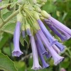 Wie kan ik blij maken met een Iochroma ? Blauw of paars., Volle zon, Vaste plant, Zomer, Ophalen