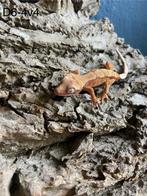 Wimper gekko / Correlophus ciliatus / tangerine pinstripe, Dieren en Toebehoren, Reptielen en Amfibieën, Overige soorten, 0 tot 2 jaar