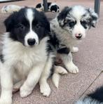 Border collie puppy’s, 8 tot 15 weken, Collie, Meerdere, Meerdere dieren