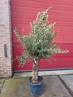 Olijfbomen met dikke stam actie !, Volle zon, Ophalen of Verzenden, 100 tot 250 cm, Olijfboom