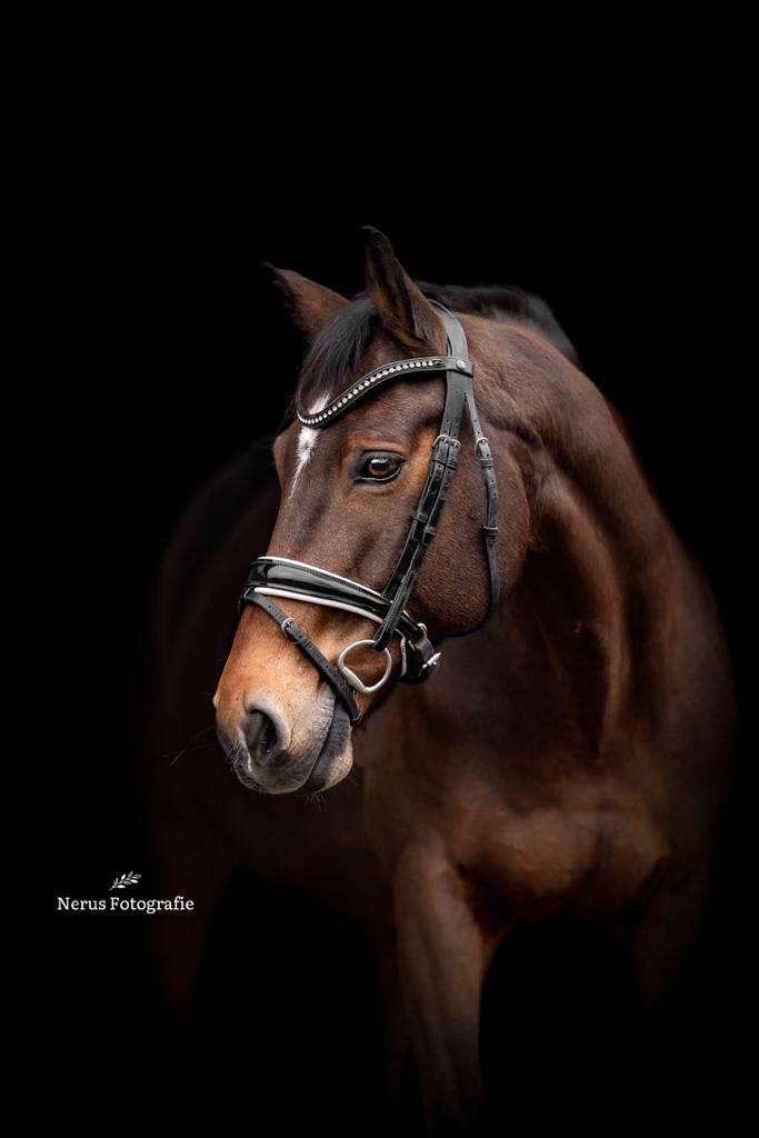 Knappe E pony, Dieren en Toebehoren, Paarden, Ruin, Dressuurpaard