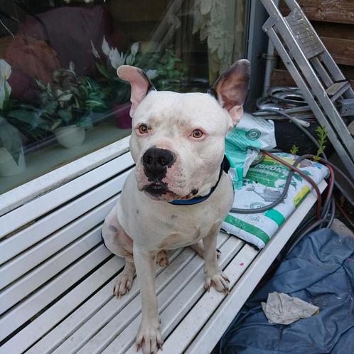 Amerikaanse stafford, Dieren en Toebehoren, Honden | Bulldogs, Pinschers en Molossers, Reu, Overige rassen, Particulier, Eén hond