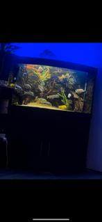 Aquarium te koop, Dieren en Toebehoren, Vis, Zoetwatervis