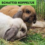 Hangoorkonijntjes te koop, Meerdere dieren, Middelgroot, Hangoor, 0 tot 2 jaar