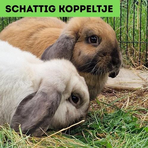Hangoorkonijntjes te koop, Dieren en Toebehoren, Konijnen, Middelgroot, Meerdere dieren, 0 tot 2 jaar, Hangoor