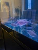 jonge mannelijke Red Rubin Peacock (Aulonocara sp.), Dieren en Toebehoren, Vissen | Aquariumvissen, Vis