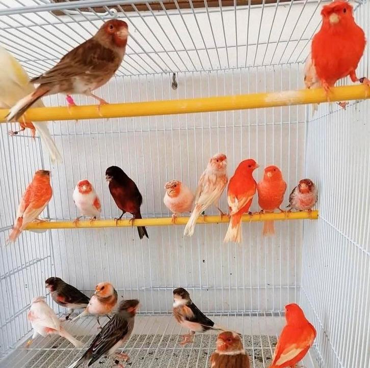 zingende kleurkanaries, Dieren en Toebehoren, Vogels | Kanaries, Kleurkanarie, Meerdere dieren