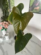 Anthurium Moronense x Luxurians, Huis en Inrichting, Kamerplanten, Ophalen, Overige soorten, Minder dan 100 cm