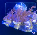 Anthelia stekken voor zeeaquarium, Overige typen, Zoutwatervis