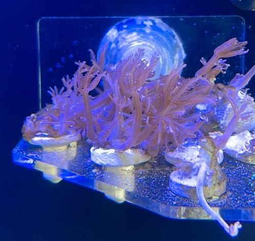 Anthelia stekken voor zeeaquarium, Dieren en Toebehoren, Vissen | Aquariumvissen, Zoutwatervis, Overige typen