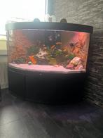 Juwel hoek-aquarium 350 liter, Dieren en Toebehoren, Vissen | Aquaria en Toebehoren, Ophalen, Zo goed als nieuw, Leeg aquarium