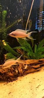 prinses van burundi jongen., Dieren en Toebehoren, Vissen | Aquariumvissen, Vis