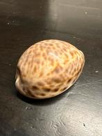 Vintage Kauri Schelp, Ophalen of Verzenden, Gebruikt