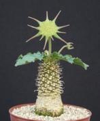 Caudex Dorstenia Foetida uit Kenia., Huis en Inrichting, Kamerplanten, Overige soorten, Minder dan 100 cm, Ophalen of Verzenden
