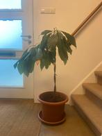 Kamerplant groot avocado (7jr oud), Ophalen, Overige soorten, Minder dan 100 cm