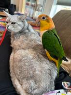 Tamme roestkop caique, Dieren en Toebehoren, Vogels | Parkieten en Papegaaien, Geslacht onbekend, Papegaai, Geringd