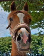 Super mooie, goed bewegende 3 jr Lantanas merrie, Dieren en Toebehoren, Paarden, Onbeleerd, Merrie, Gechipt, 160 tot 165 cm