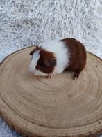 Diverse roodbonte gladhaar cavia's mogen verhuizen, Dieren en Toebehoren, Knaagdieren, Meerdere dieren, Cavia, Voor 1 juli 2024