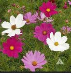 Zaden Cosmea mix - Cosmos bipinnatus mix, Verzenden, Voorjaar, Volle zon, Zaad