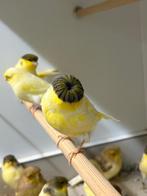 Gevraagd yorkshire ,lancasher,scotch fancy en meer, Dieren en Toebehoren, Vogels | Kanaries, Meerdere dieren, Postuurkanarie