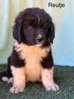 Newfoundlander kruising pups, Dieren en Toebehoren, Honden | Niet-rashonden, 8 tot 15 weken, Groot, CDV (hondenziekte), Meerdere