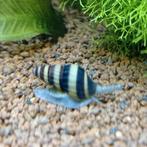 Anatome Helena slakken ( slak etende slakken), Dieren en Toebehoren, Vissen | Aquariumvissen, Slak of Weekdier
