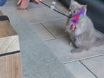 Kattenoppas vakantie oppas in huis, Dieren en Toebehoren, Ophalen, Nieuw