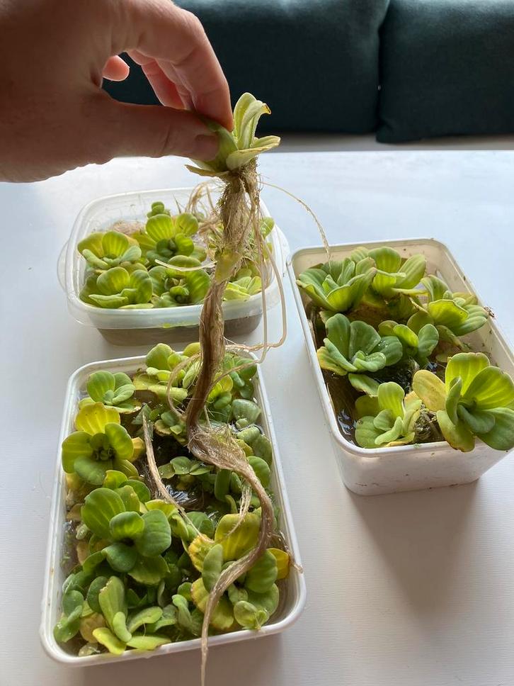 Aquarium drijfplanten met lange wortels, Dieren en Toebehoren, Vissen | Aquaria en Toebehoren, Zo goed als nieuw, Plant(en), Steen of Hout