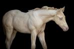 Quarter horse smokey cream hengst veulen, Dieren en Toebehoren