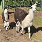 Lama met hengstveulen, Dieren en Toebehoren, Meerdere dieren