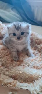 Raszuivere Britskorthaar Kittens, Dieren en Toebehoren, Katten en Kittens | Raskatten | Korthaar, Meerdere dieren, Ontwormd