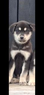 Schitterende husky x labarador pups, Dieren en Toebehoren, Nederland, Parvo, 8 tot 15 weken, Meerdere