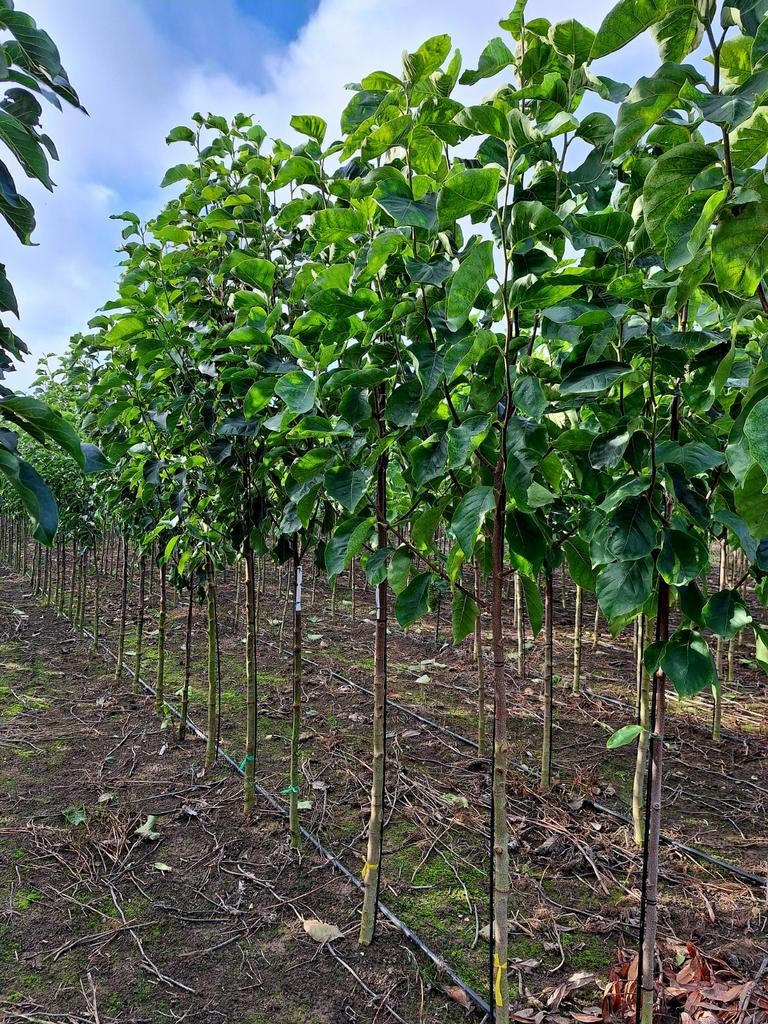 Magnolia ❗️🌼Yellow Lantern🌼❗️  valse tulpenboom 🌳, Ophalen, Lente, Volle zon, Overige soorten