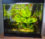 Compleet Superfish Aquarium!, Dieren en Toebehoren, Vissen | Aquaria en Toebehoren, Ophalen, Zo goed als nieuw, Gevuld zoetwateraquarium
