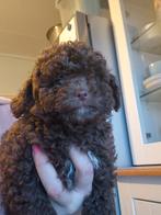 Toy poedel nog een chocobruin reutje, Dieren en Toebehoren, Honden | Chihuahua's en Gezelschapshonden, Poedel, Reu, Meerdere, Nederland