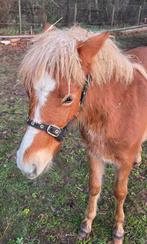 Dartmoor hengstje prachtige verschijning, Dieren en Toebehoren, Pony's, Met stamboom, Dressuurpony, 0 tot 2 jaar, Hengst