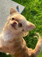 Mooi klein chihuahua teefje, België, Particulier, Rabiës (hondsdolheid), Teef