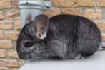 Chinchilla Standaard BPD vrouw, Dieren en Toebehoren, Knaagdieren, Chinchilla, Juli, Vrouwelijk, Tam