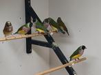 Gouldamadines zie omschrijving, Dieren en Toebehoren, Vogels | Overige Vogels, Meerdere dieren, Tropenvogel, Geringd