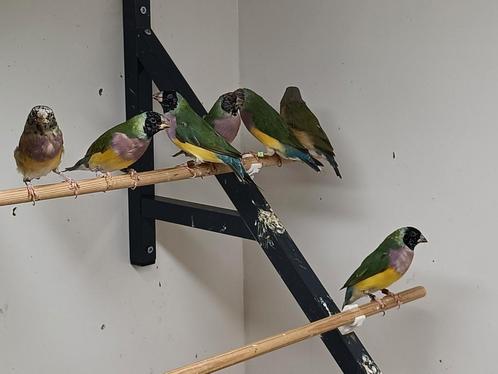 Gouldamadines zie omschrijving, Dieren en Toebehoren, Vogels | Overige Vogels, Tropenvogel, Meerdere dieren, Geringd
