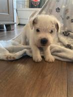 Parson Russell Terriër pups, Dieren en Toebehoren, Honden | Jack Russells en Terriërs, Overige rassen, CDV (hondenziekte), 8 tot 15 weken