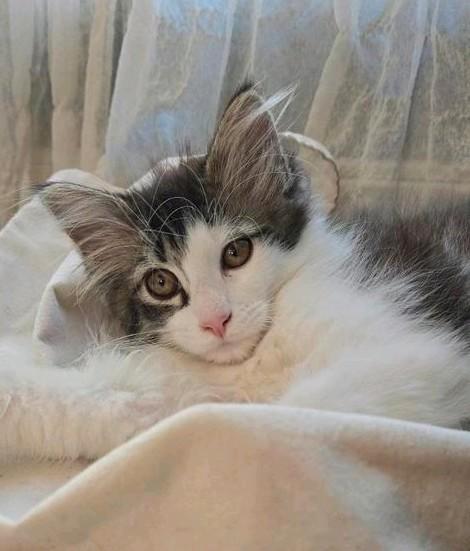 Mooiste coontje, Dieren en Toebehoren, Katten en Kittens | Raskatten | Langhaar, Poes, 0 tot 2 jaar, Ontwormd