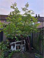 Walnotenboom, Lente, Ophalen of Verzenden, 250 tot 400 cm, Walnotenboom
