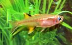 Hobbyaquarium  Pseudomugil Signifer /regenboogvis/blue eyes, Vis, Zoetwatervis, Schoolvis