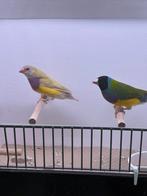 Pastel x wildkleur gouldamadine koppel, Meerdere dieren, Tropenvogel, Geringd