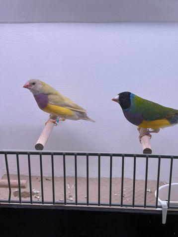 Pastel x wildkleur gouldamadine koppel beschikbaar voor biedingen