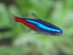 Gezocht: Gratis aquariumvissen, Dieren en Toebehoren, Vissen | Aquariumvissen, Overige typen, Zoetwatervis, Schoolvis