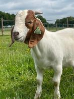 Super makke en mooie boerbok, Dieren en Toebehoren, Schapen, Geiten en Varkens, Mannelijk, Geit, 0 tot 2 jaar